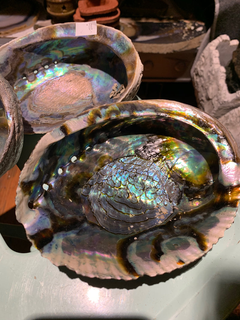 Sage Abalone Shells