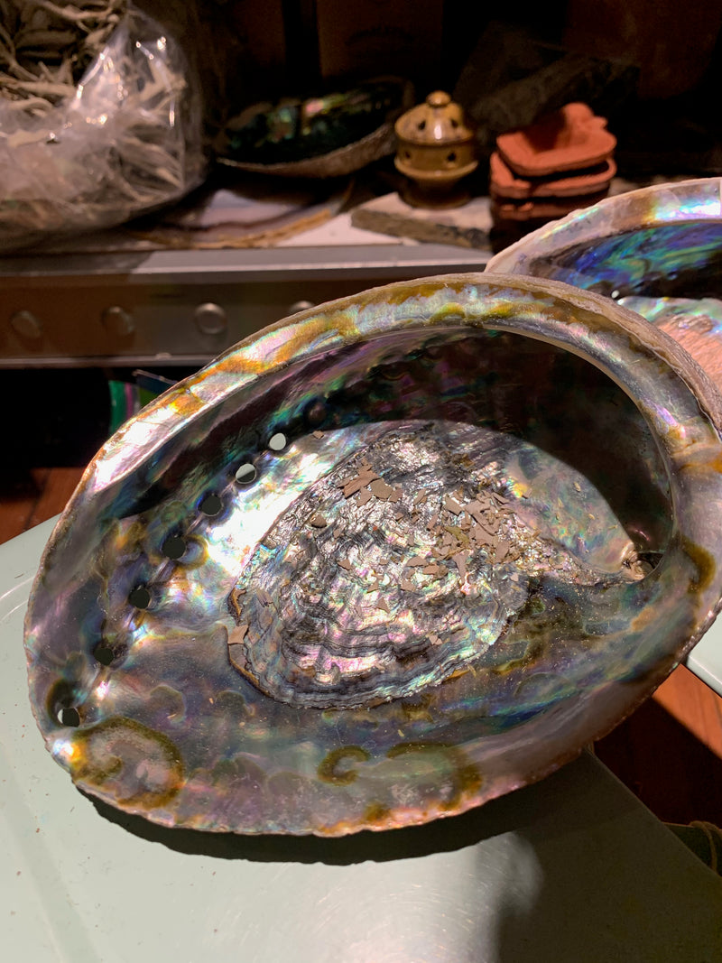 Sage Abalone Shells